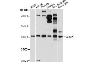 Western blot analysis of extracts of various cell lines, using WISP3 antibody (ABIN6291067) at 1:1000 dilution. (WISP3 anticorps)