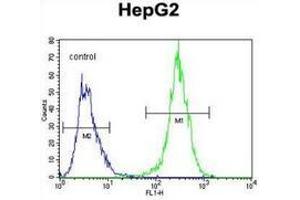Flow cytometric analysis of HepG2 cells (right histogram) compared to a negative control cell (left histogram) using MRFAP1L1 Antibody , followed by FITC-conjugated goat-anti-rabbit secondary antibodies. (MRFAP1L1 anticorps  (Middle Region))
