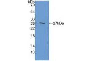 Western blot analysis of recombinant Mouse GP39. (CHI3L1 anticorps  (AA 112-356))