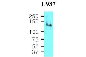 Western Blotting (WB) image for anti-Integrin beta 1 (ITGB1) (AA 34-141) antibody (ABIN317500) (ITGB1 anticorps  (AA 34-141))