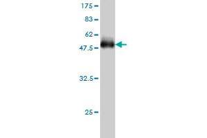 Western Blot detection against Immunogen (49.