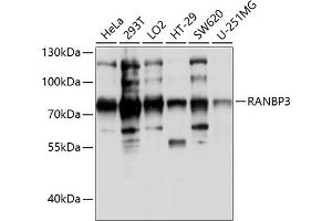 Western blot analysis of extracts of various cell lines, using R antibody (ABIN6128612, ABIN6146677, ABIN6146678 and ABIN6214044) at 1:1000 dilution. (RanBP3 anticorps  (AA 1-250))