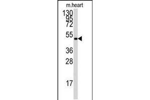 Antibody is used in Western blot to detect PRKAG1 in mouse heart tissue lysate.
