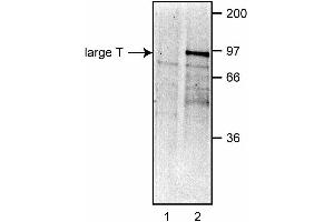 Immunoprecipitation of large T from COS-7 cells. (SV40 Large T and Small Ts anticorps)