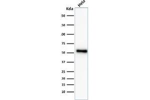 ABIN6383819 to TP53 was successfully used to stain an approx. (Recombinant p53 anticorps  (AA 16-25))