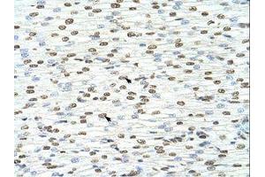 Image no. 1 for anti-Heterogeneous Nuclear Ribonucleoprotein A3 (HNRNPA3) (N-Term) antibody (ABIN202379)