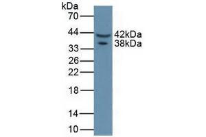 Figure. (Asporin anticorps  (AA 16-373))