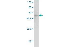 Western Blot detection against Immunogen (52.