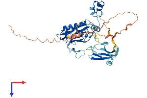AlphaFold protein structure predicition of Human Recombinant MMP23B Protein, UniprotID O75900