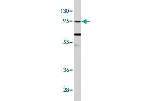Western blot analysis of NCI-H460 cell lysate (35 ug/lane) with CLOCK polyclonal antibody . (CLOCK anticorps  (Internal Region))