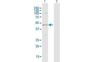 Western Blot analysis of SLC25A31 expression in transfected 293T cell line by SLC25A31 MaxPab polyclonal antibody.