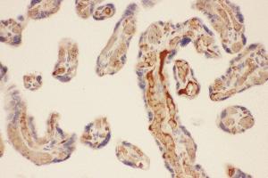 Anti-CMA1 Picoband antibody,  IHC(P): Human Placenta Tissue (CMA1 anticorps  (AA 22-247))