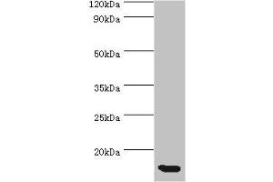 Western blot All lanes: CCL11 antibody at 5 μg/mL + Hela whole cell lysate Secondary Goat polyclonal to rabbit IgG at 1/10000 dilution Predicted band size: 11 kDa Observed band size: 11 kDa (CCL11 anticorps  (AA 1-97))