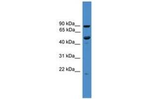 Image no. 1 for anti-Mab-21 Domain Containing 2 (MB21D2) (C-Term) antibody (ABIN6745471) (MB21D2 anticorps  (C-Term))