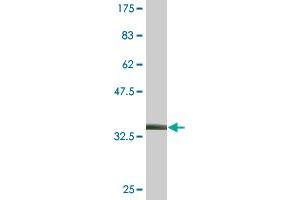 Western Blot detection against Immunogen (36.