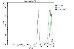 anti-Minichromosome Maintenance Complex Component 7 (MCM7) (AA 526-719) antibody