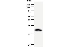 Western Blotting (WB) image for anti-Crooked Neck Pre-mRNA Splicing Factor-Like 1 (CRNKL1) antibody (ABIN931026)
