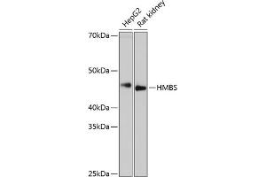 Western blot analysis of extracts of various cell lines, using HMBS Rabbit mAb (ABIN7267806) at 1:1000 dilution.