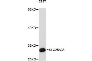 Western blot analysis of extracts of 293T cells, using SLC25A38 antibody (ABIN6290960) at 1:3000 dilution. (SLC25A38 anticorps)