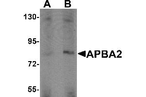 Western Blotting (WB) image for anti-Amyloid beta (A4) Precursor Protein-Binding, Family A, Member 2 (APBA2) (Middle Region) antibody (ABIN1030857) (APBA2 anticorps  (Middle Region))