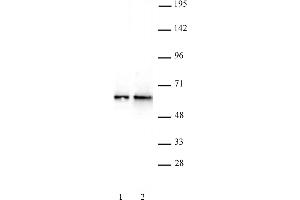 DMAP1 antibody (pAb) tested by Western blot. (DMAP1 anticorps  (C-Term))