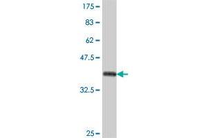 Western Blot detection against Immunogen (37. (ILF2 anticorps  (AA 151-250))
