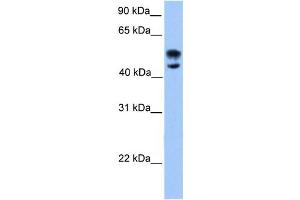 Western Blotting (WB) image for anti-Deformed Epidermal Autoregulatory Factor 1 (Drosophila) (DEAF1) antibody (ABIN2458406) (DEAF1 anticorps)
