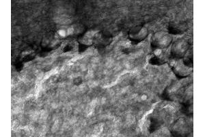 Adult rat cerebellum immunohistochemistry.