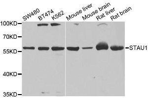 Western blot analysis of extracts of various cell lines, using STAU1 antibody. (STAU1/Staufen anticorps  (AA 426-577))