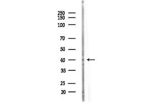 Western blot analysis of lysates from PC12 cells(uv30 min treatment), using ATG3 Antibody at 1/1000 dilution.