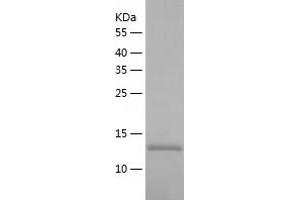 Western Blotting (WB) image for RAB Interacting Factor (RABIF) (AA 1-123) protein (His-IF2DI Tag) (ABIN7124731)