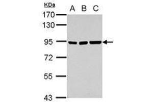 Image no. 1 for anti-Zinc Finger and SCAN Domain Containing 20 (ZSCAN20) (Internal Region) antibody (ABIN1493533) (ZSCAN20 anticorps  (Internal Region))