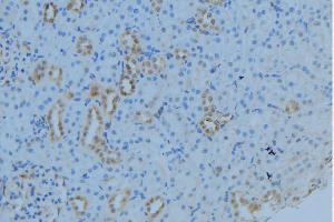 ABIN6279027 at 1/100 staining Mouse kidney tissue by IHC-P. (MRPL53 anticorps  (Internal Region))