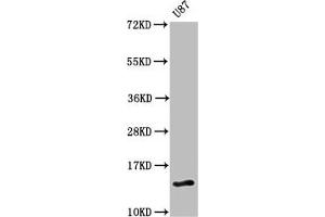 Western Blot Positive WB detected in: U87 whole cell lysate All lanes: RTL8C antibody at 3 μg/mL Secondary Goat polyclonal to rabbit IgG at 1/50000 dilution Predicted band size: 14 kDa Observed band size: 14 kDa (Retrotransposon Gag-Like Protein 8B (RTL8C) (AA 1-113) anticorps)