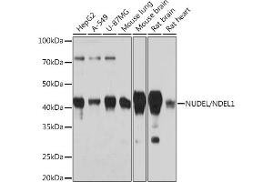 Western blot analysis of extracts of various cell lines, using NUDEL/NDEL1 Rabbit mAb (ABIN7269068) at 1:1000 dilution. (NDEL1 anticorps)