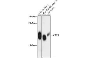 Western blot analysis of extracts of various cell lines using CAV3 Polyclonal Antibody at dilution of 1:3000. (Caveolin 3 anticorps)