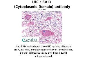 Image no. 1 for anti-Brain-Specific Angiogenesis Inhibitor 3 (BAI3) (3rd Cytoplasmic Domain) antibody (ABIN1732207) (BAI3 anticorps  (3rd Cytoplasmic Domain))