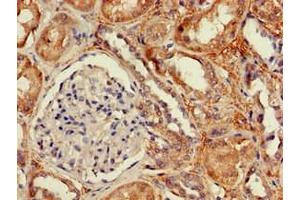 Immunohistochemistry of paraffin-embedded human kidney tissue using ABIN7149934 at dilution of 1:100