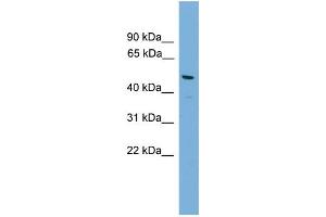 WB Suggested Anti-Gja8 Antibody Titration:  0. (GJA8 anticorps  (N-Term))