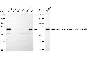 Western blotting analysis using membrane spanning 4-domains A14 antibody (ABIN7799371).