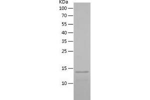 Western Blotting (WB) image for Parvalbumin (PVALB) (AA 3-110) protein (His tag) (ABIN7124323)