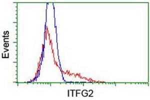 HEK293T cells transfected with either RC200818 overexpress plasmid (Red) or empty vector control plasmid (Blue) were immunostained by anti-ITFG2 antibody (ABIN2454683), and then analyzed by flow cytometry. (ITFG2 anticorps)