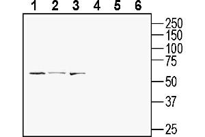 Western blot analysis of mouse  T-cell lymphoma cell line lysate (lanes 1 and 4), human Jurkat T-cell leukemia cell line lysate (lanes 2 and 5) and mouse  microglia cell line lysate (lanes 3 and 6):1-3. (GPR108 anticorps  (Extracellular))