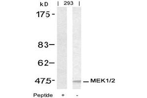 Image no. 3 for anti-Mitogen-Activated Protein Kinase Kinase 1 (MAP2K1) (Ser217) antibody (ABIN197430) (MEK1 anticorps  (Ser217))