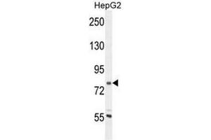 CORO7 Antibody (N-term) western blot analysis in HepG2 cell line lysates (35µg/lane). (Coronin 7 anticorps  (N-Term))