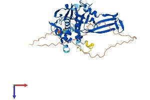 AlphaFold protein structure predicition of Human Recombinant USP17L6P Protein, UniprotID Q6QN14