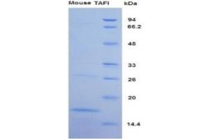 SDS-PAGE of Protein Standard from the Kit (Highly purified E.