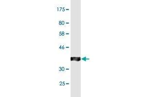 Western Blot detection against Immunogen (36.