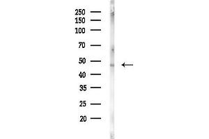 Western blot analysis of lysates from Mouse brain, using PTPRR Antibody at 1/1000 dilution.