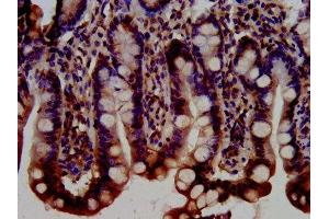 IHC image of ABIN7145758 diluted at 1:300 and staining in paraffin-embedded human small intestine tissue performed on a Leica BondTM system.